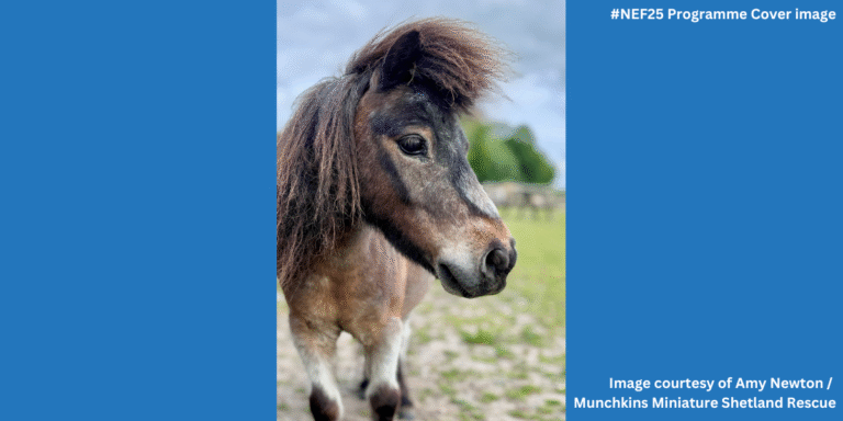 Arthur, the Miniature Shetland, from Munchkins Miniature Shetland Rescue is pictured.